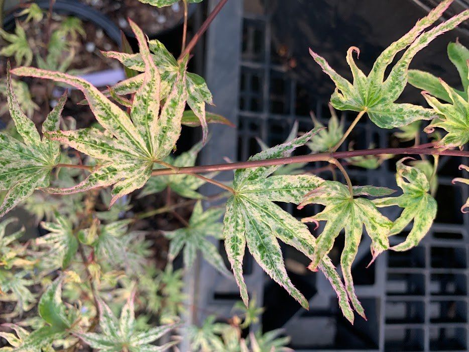 Ukigumo Leaves - Ten Mile Maples