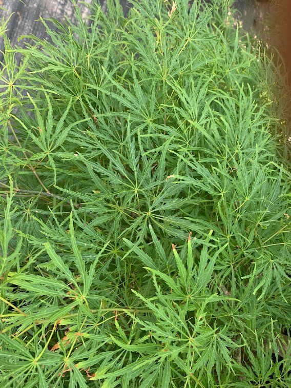 Viridis Leaves - Ten Mile Maples