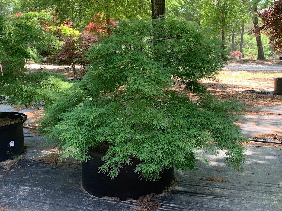 Green Weeping Varieties of Japanese Maples at Ten Mile Maples