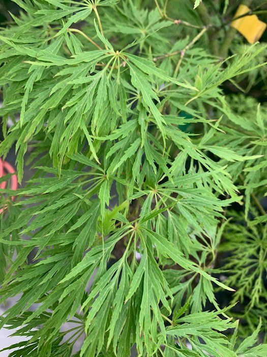 Waterfall Leaves - Ten Mile Maples