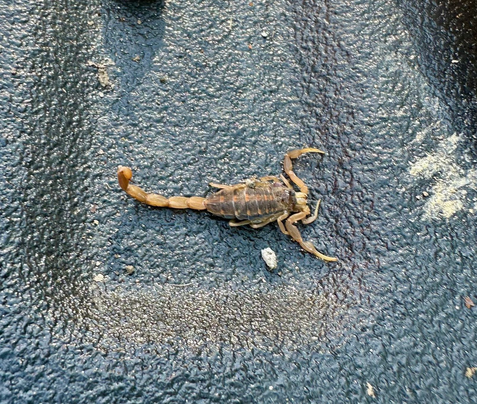 sapphire pest control scorpion problem