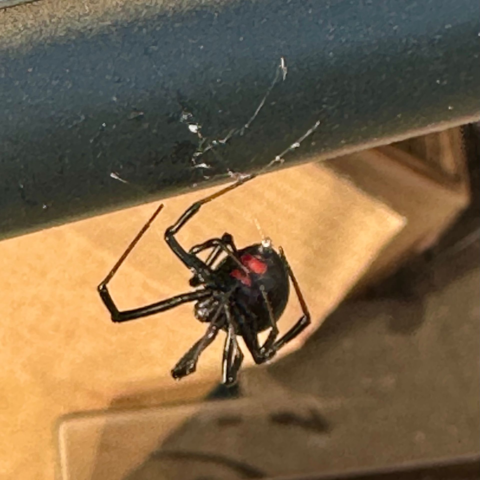 sapphire pest control spider problem
