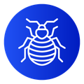 bedbugs