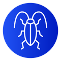 roach