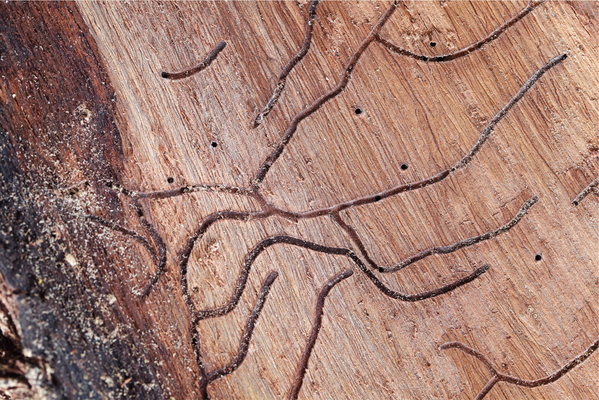 insect damage