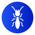termites
