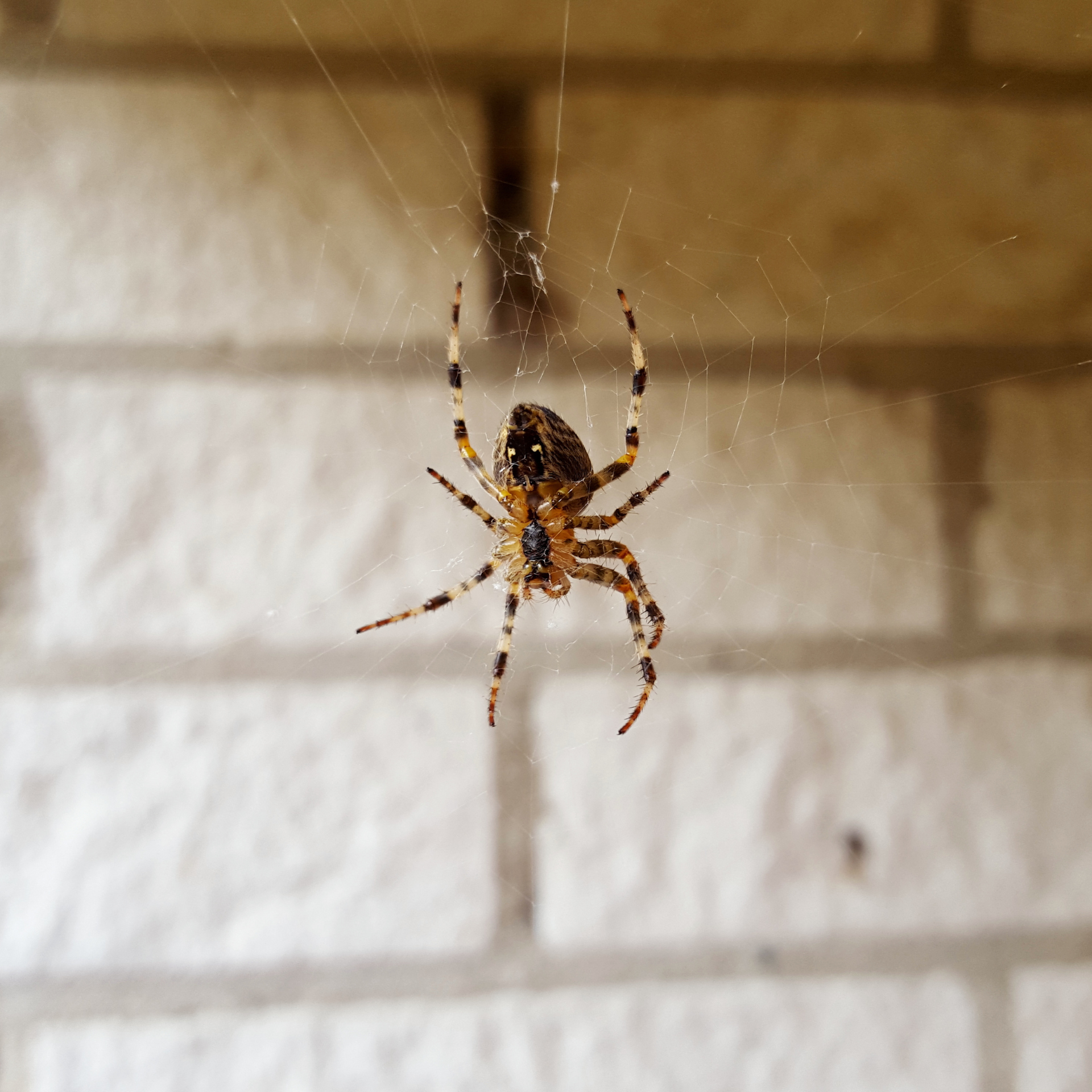 outdoors pest control spraying