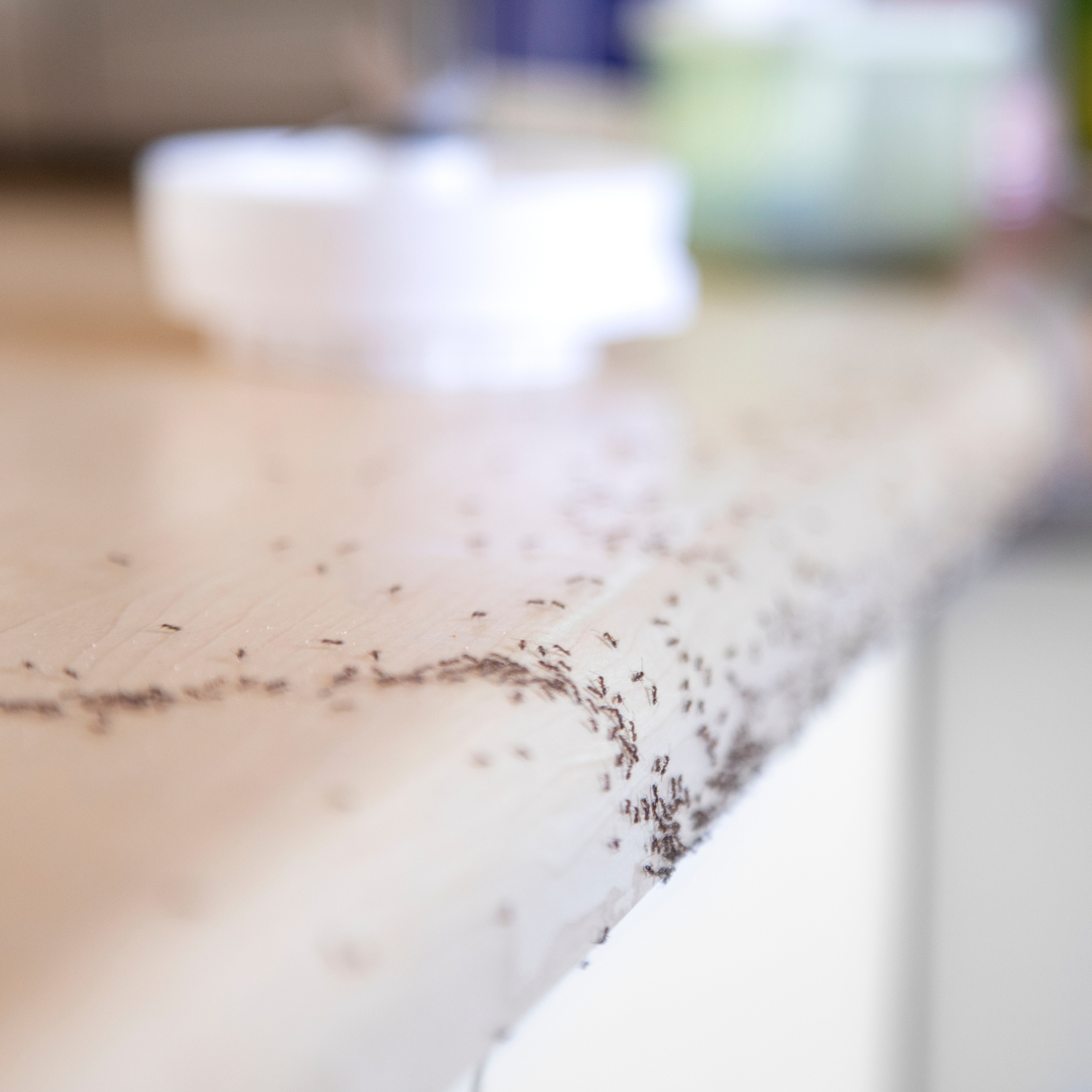 outdoors pest control spraying
