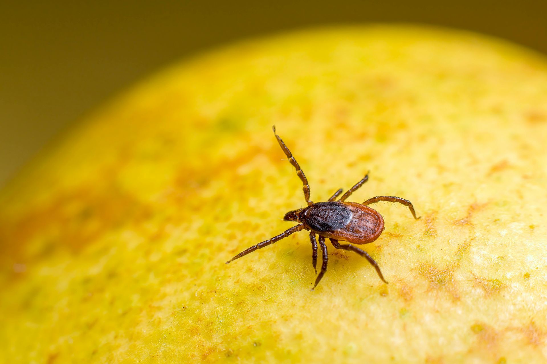 sapphire pest control spraying for ticks