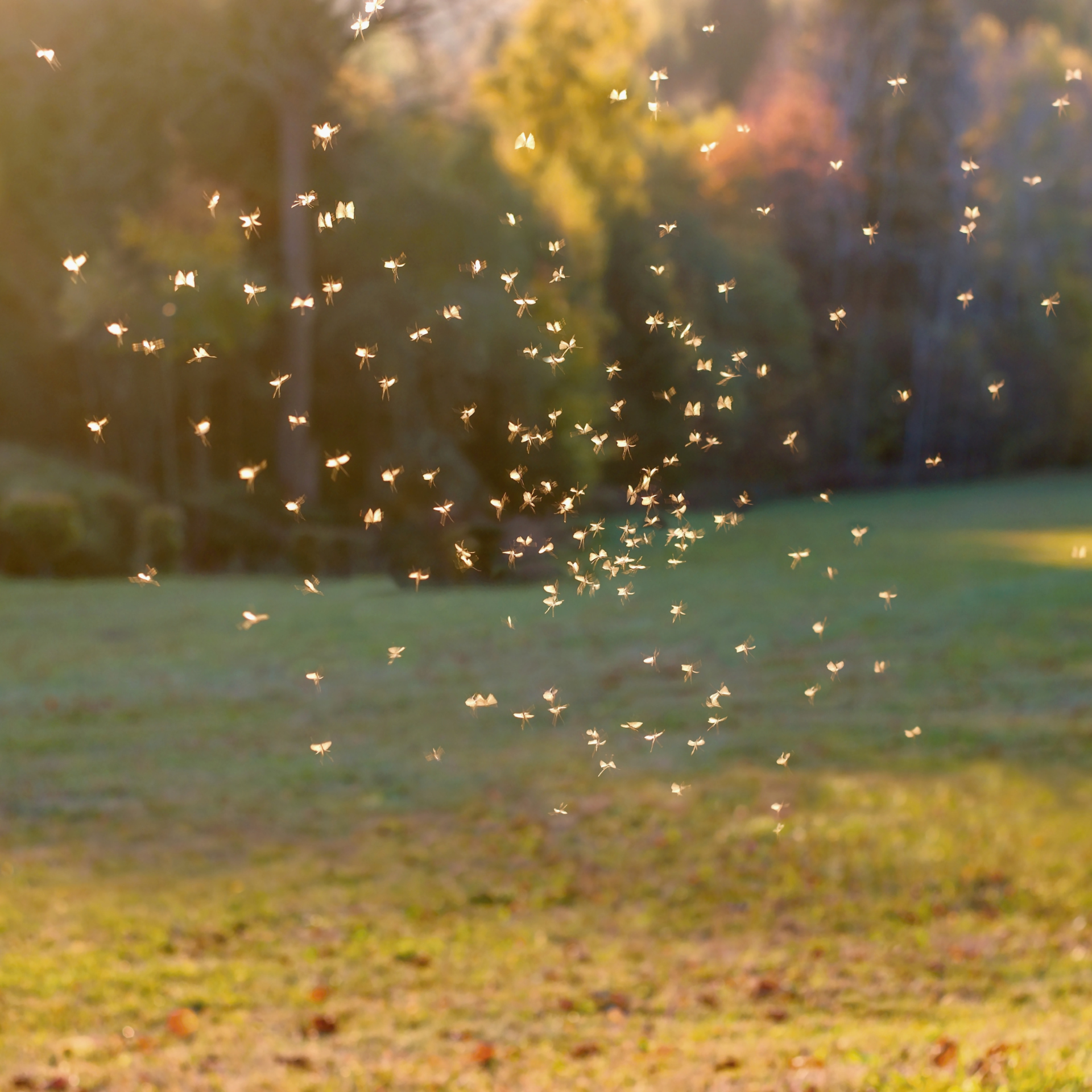 spraying for mosquitos