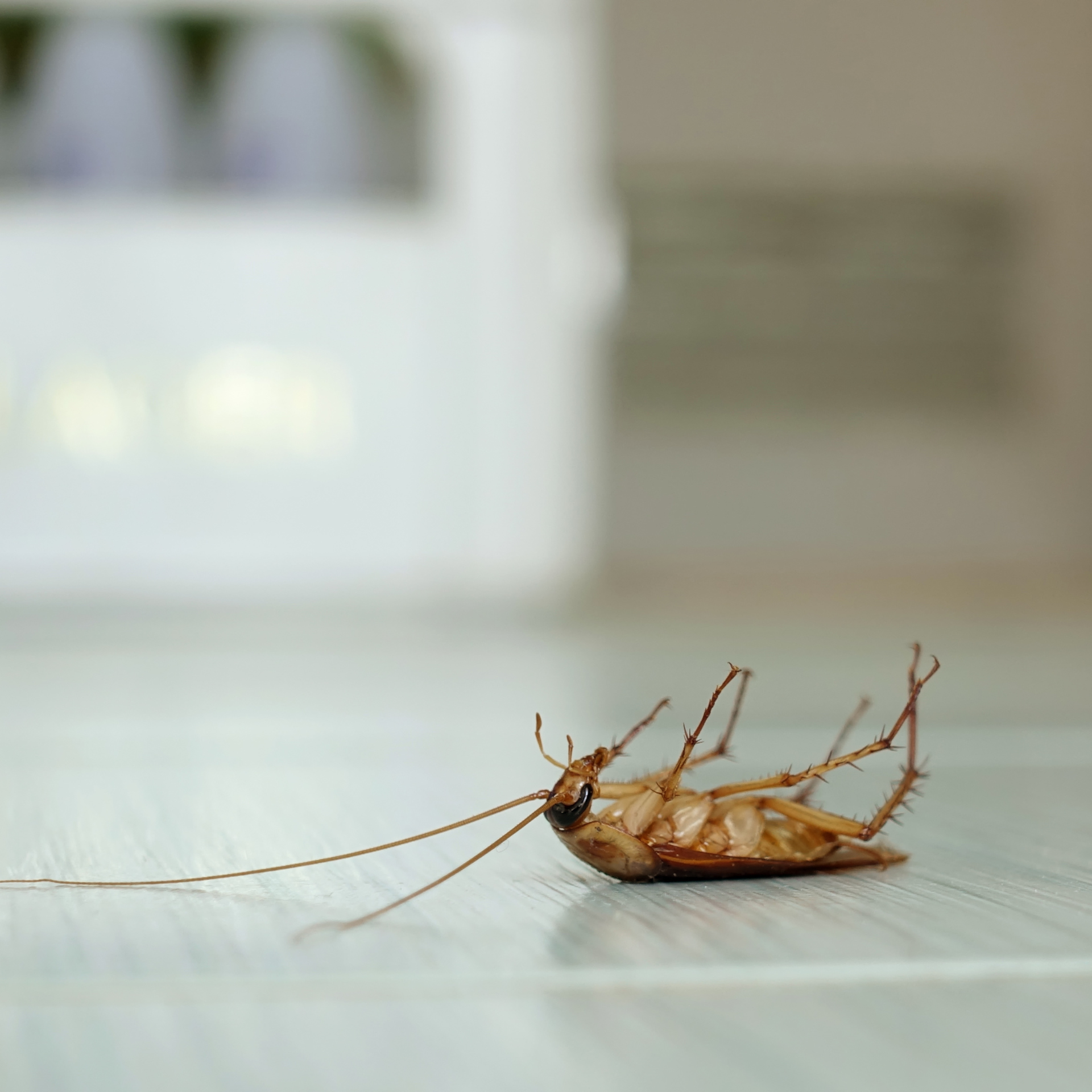 outdoors pest control spraying