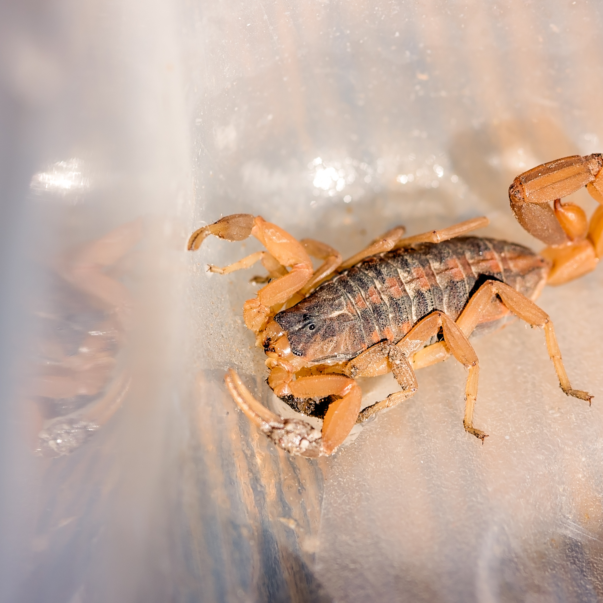 outdoors pest control spraying for scorpions