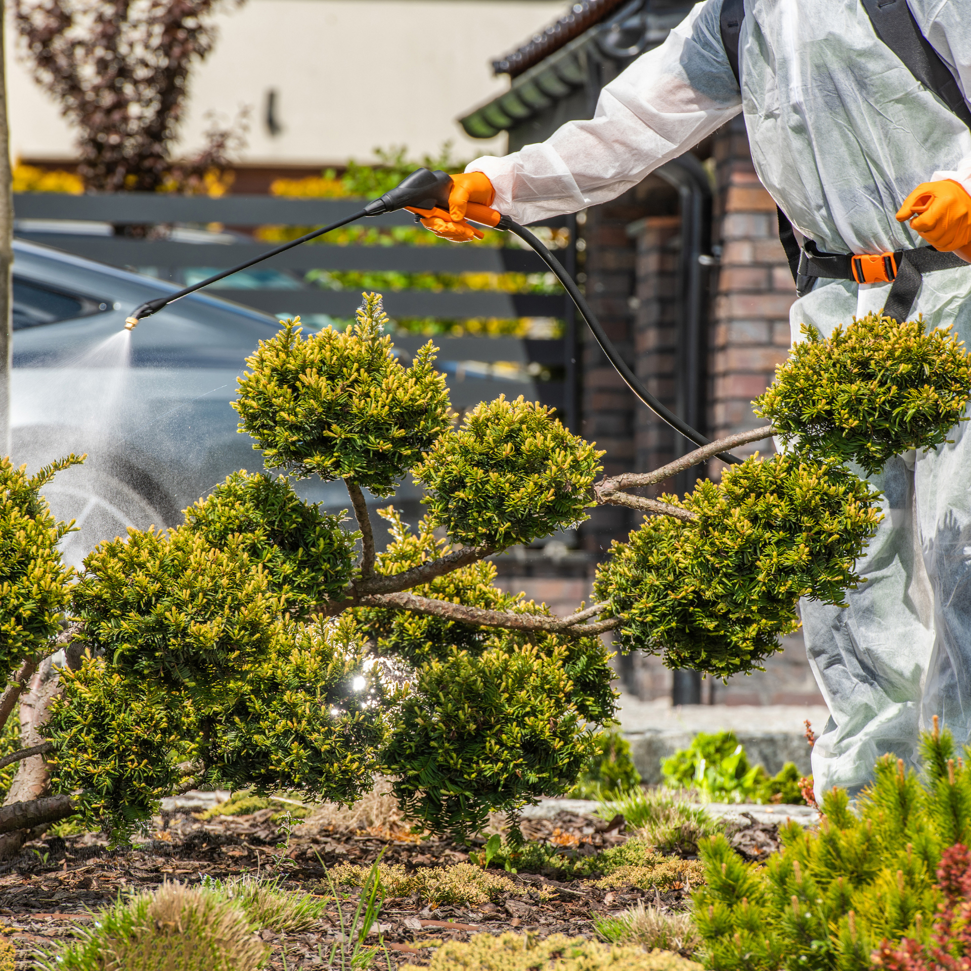 spraying for lawn bugs