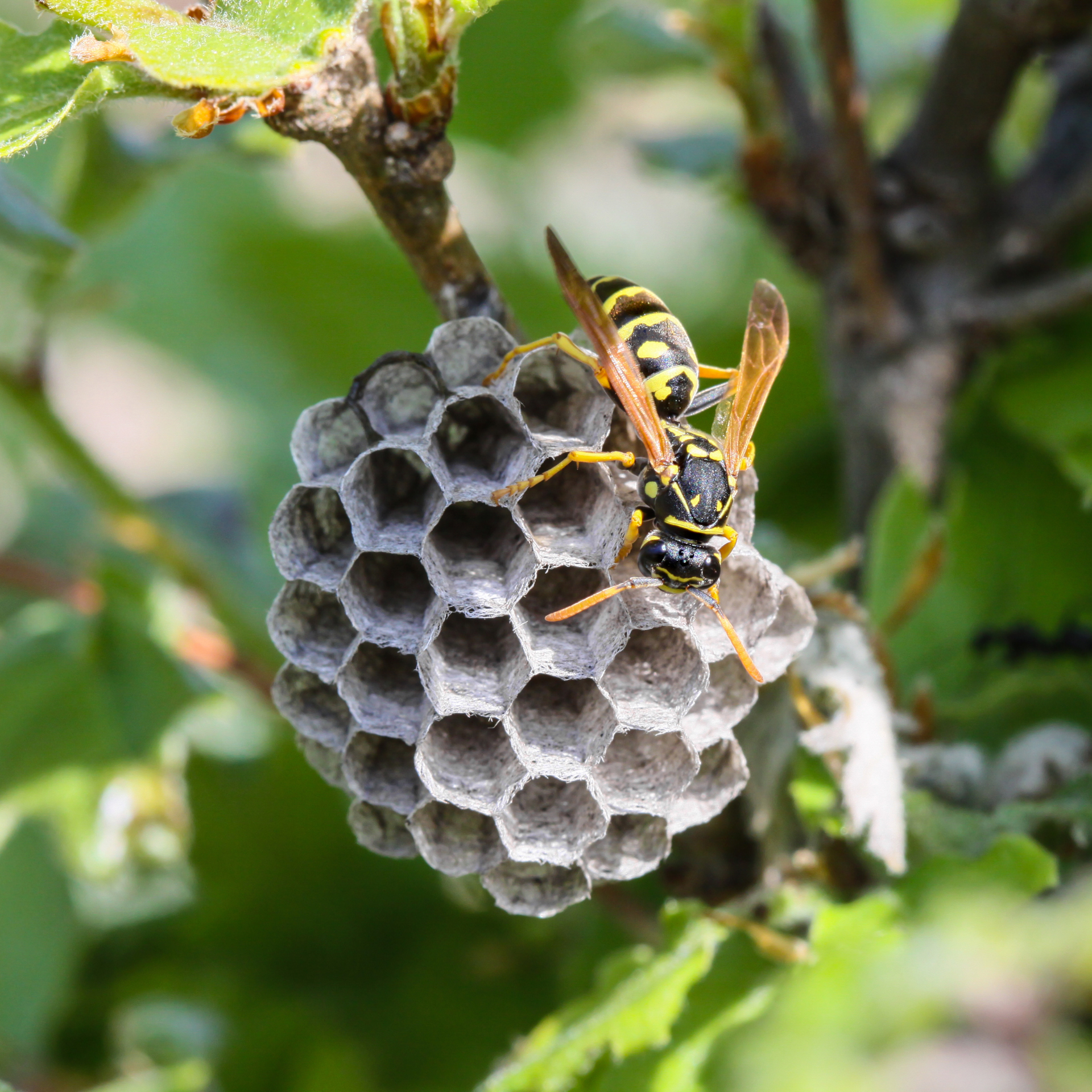 sapphire pest control handles wasp problems