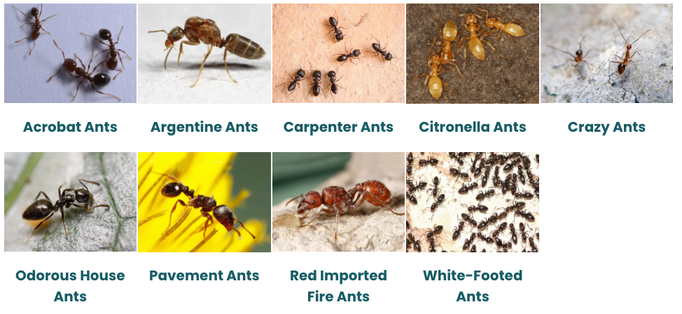 A collage of pictures of different types of ants