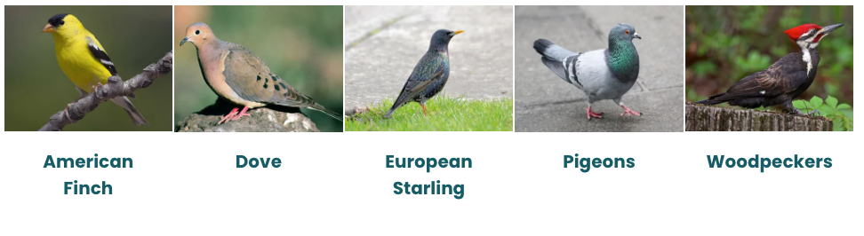 A collage of pictures of different types of birds