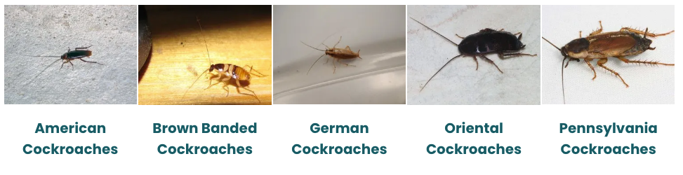 A collage of pictures of different types of cockroaches