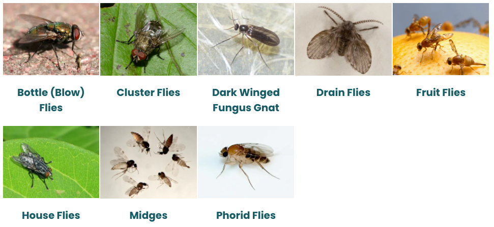A collage of pictures of different types of flies