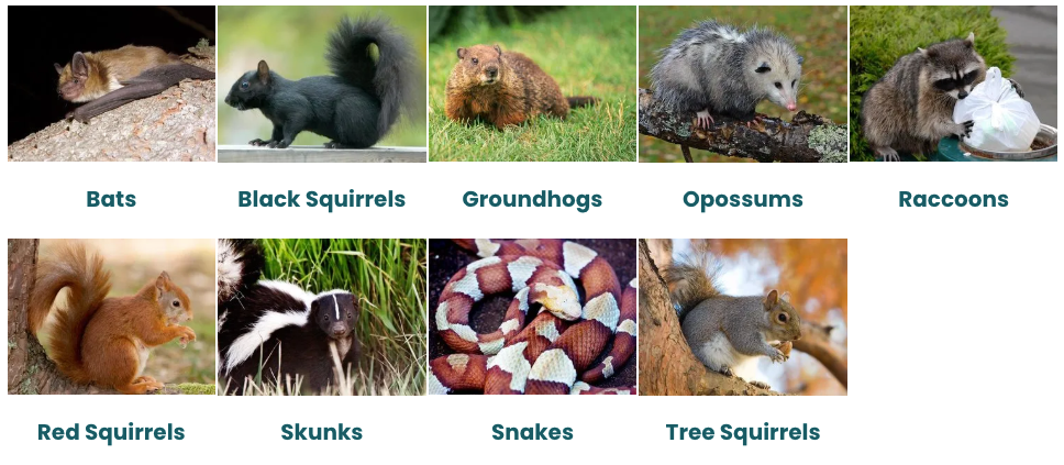 A collage of pictures of different types of squirrels