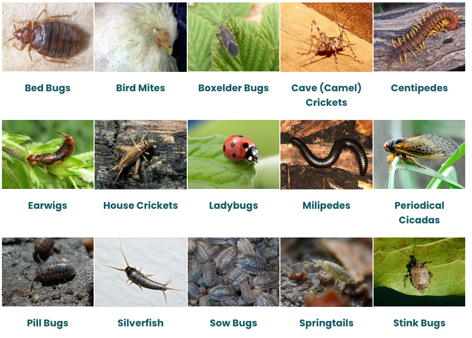 There are many different types of bugs in this picture.