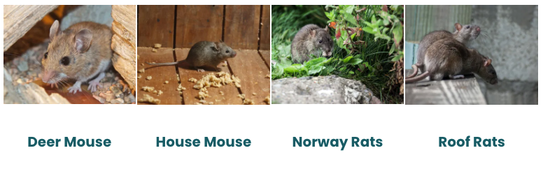 A collage of four pictures of different types of mice
