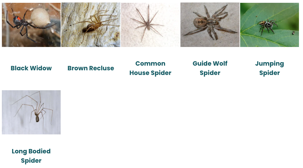 Different types of spiders are shown on a white background