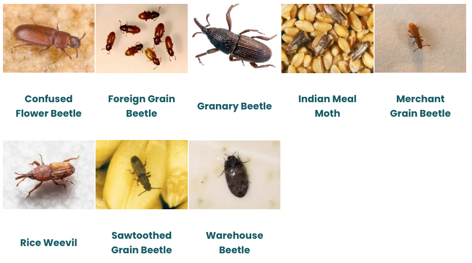 A collage of pictures of different types of insects