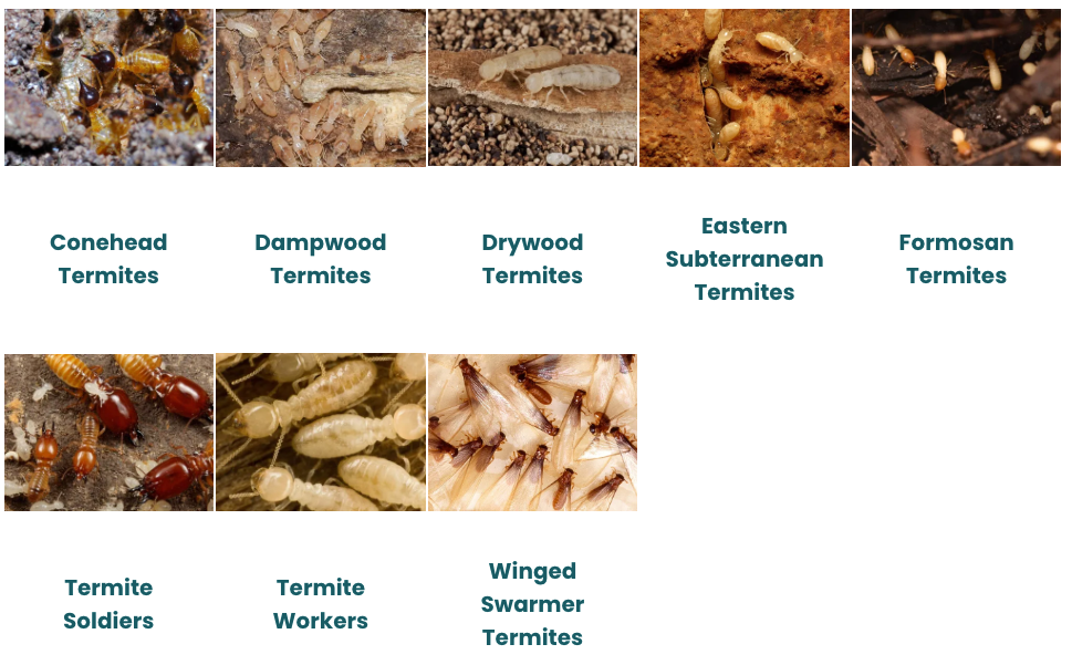 A collage of pictures of different types of termites