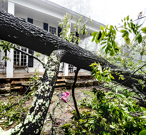 Fallen Tree after Storm — Rutland, MA — Trees Unlimited