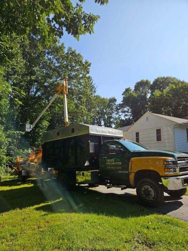 Tree Trimming Services Images Two - Rutland, MA - Trees Unlimited