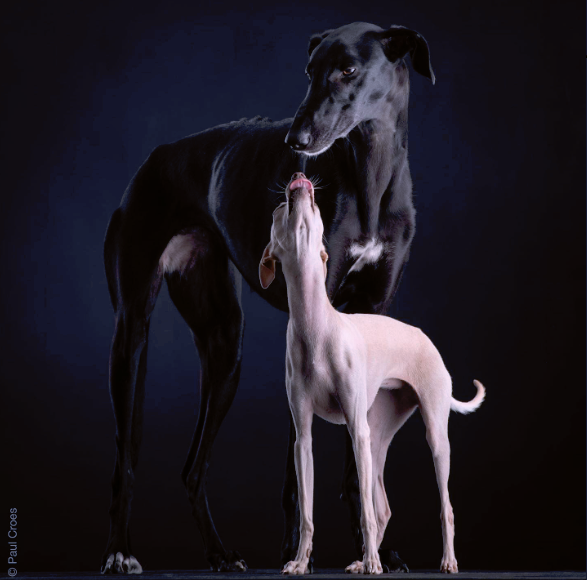 #paulcroes #dogphotography #bleeckerschoice