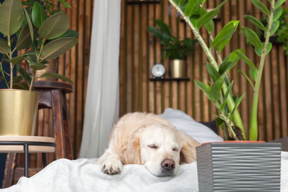 dogfriendly dog-friendly hotels dogs hondvriendelijk citytrip vacation