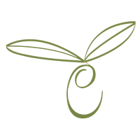 A branch of olives with green leaves on a white background