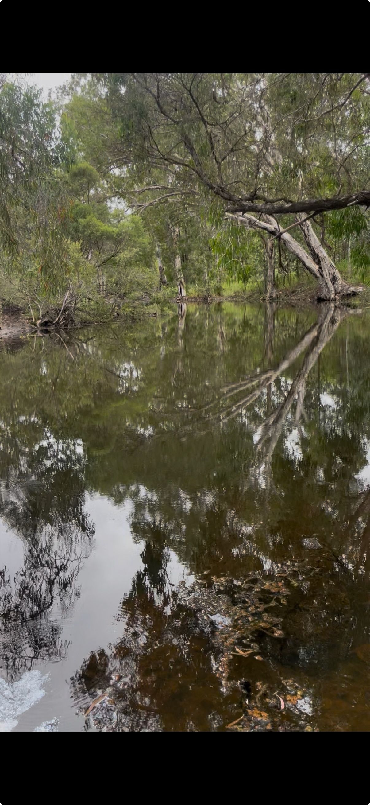 Still water reflects a forest of green trees.