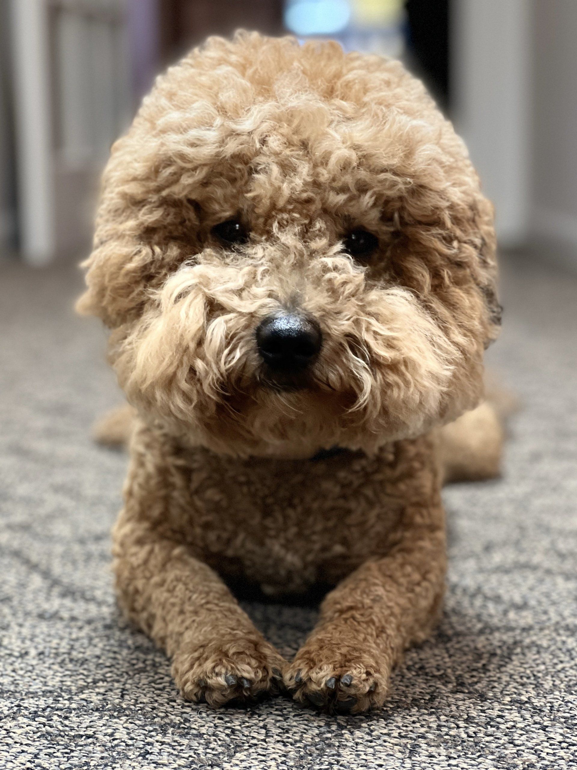 FINNLIE