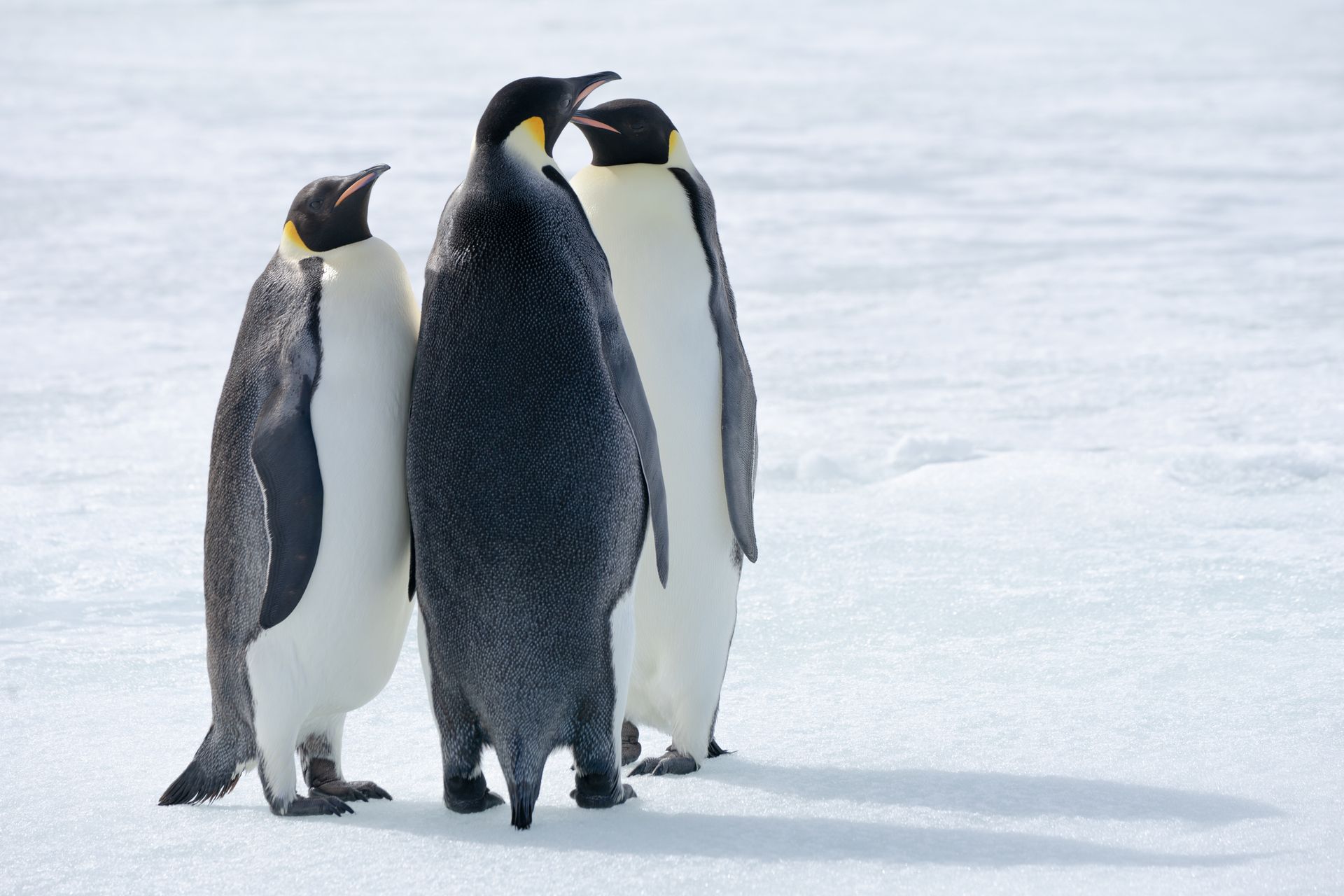 Three penguins standing on ice