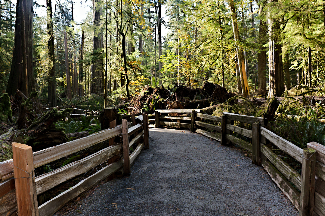 a wooden fence surrounds a path in the woods .
