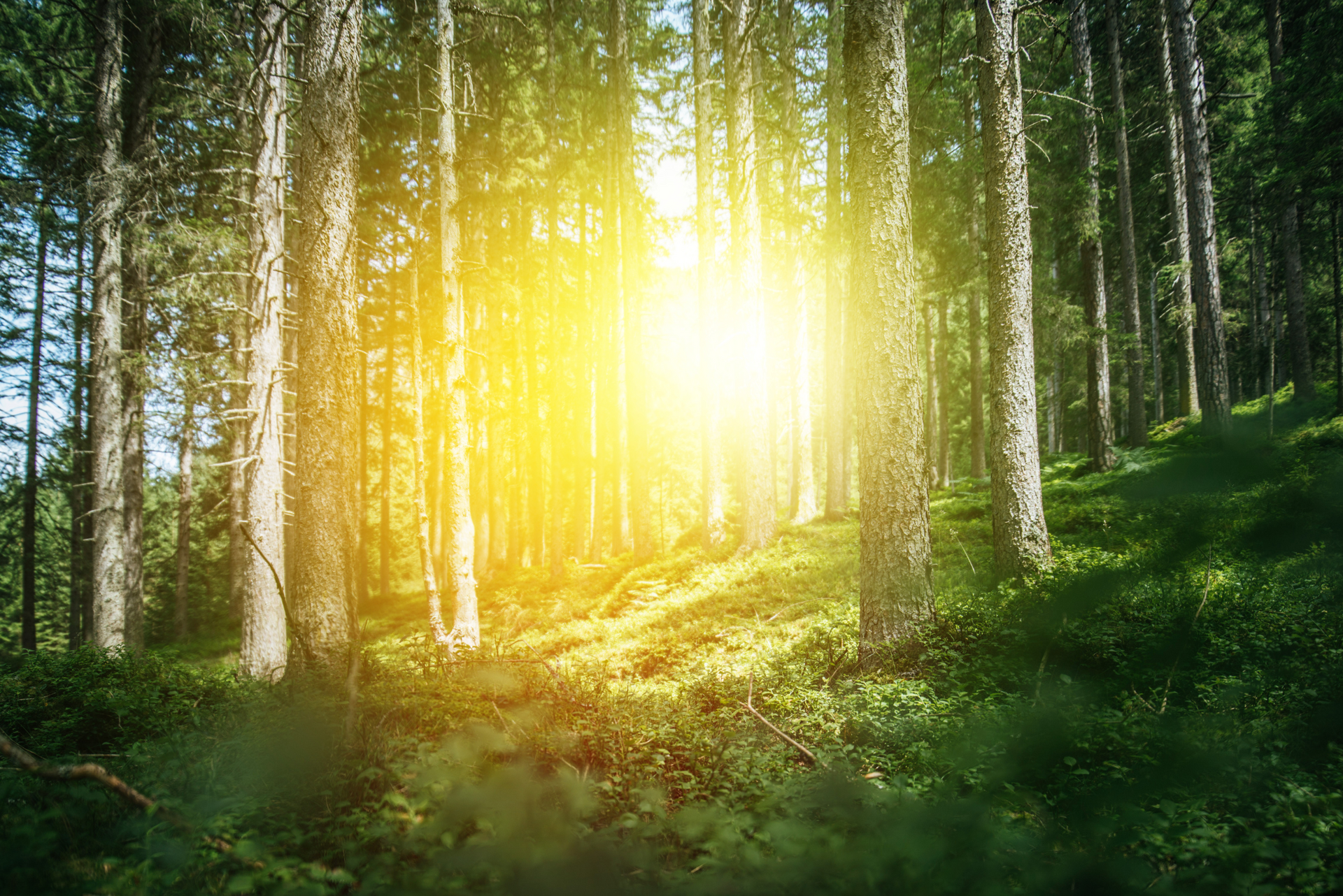 the sun is shining through the trees in the forest .