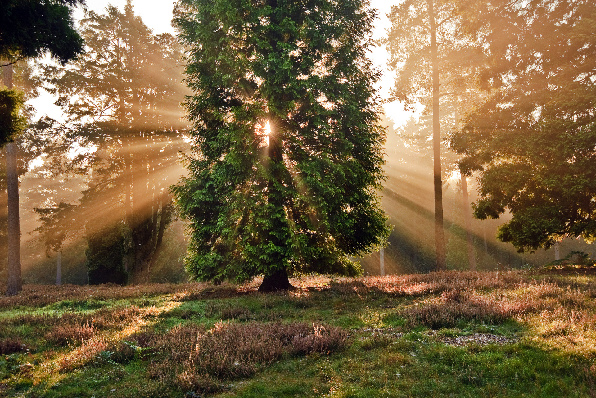 the sun is shining through the trees in the forest