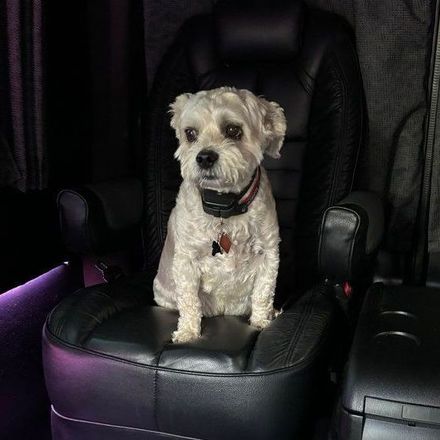 A small white dog is sitting in a car seat.