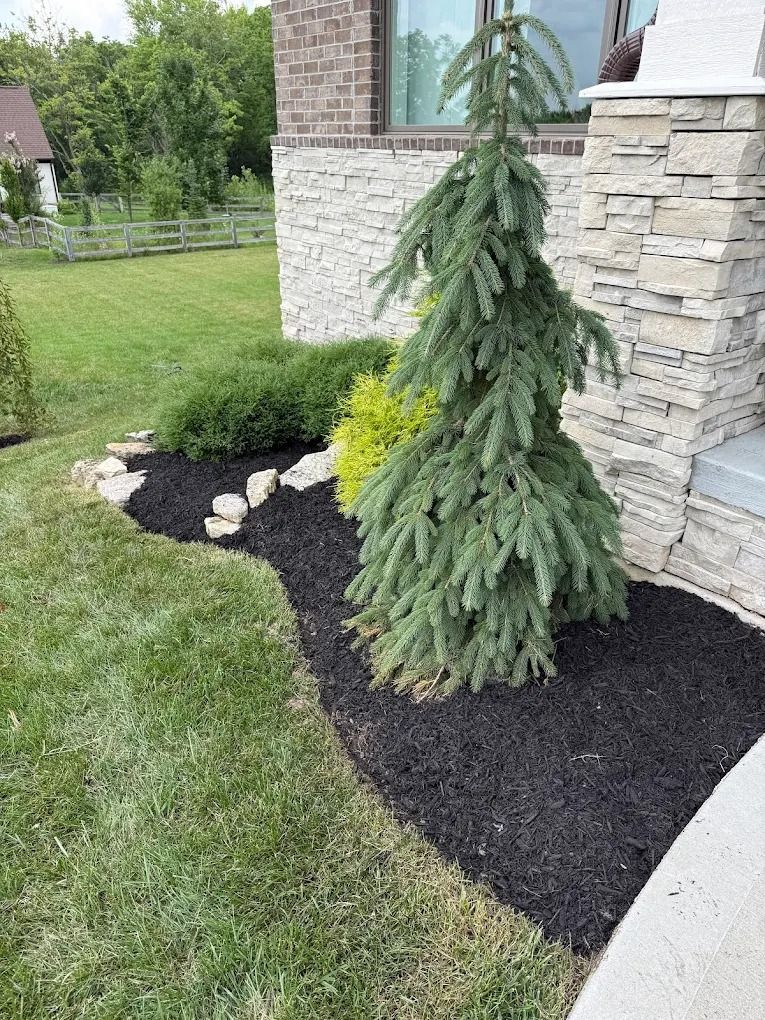 A spruce tree and shrubs in a mulched garden bed next to a brick and stone house.