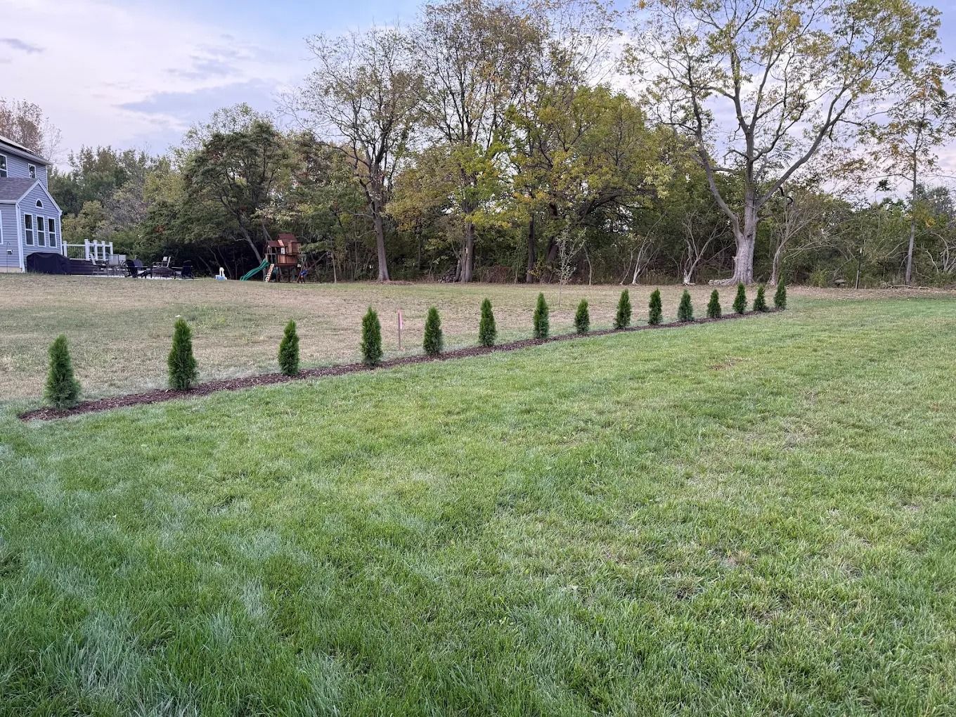 A row of young evergreen trees planted in a grassy yard, with trees in the background.