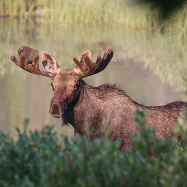 Moose standing in a marshy area with blurred green vegetation in the foreground