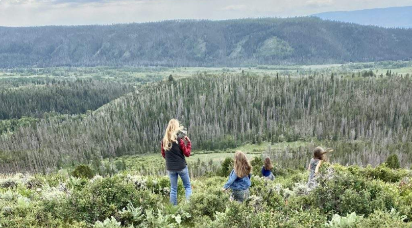 Four people hiking through dense green shrubs in a mountain valley with forested hills in the background