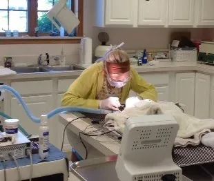 Dog Surgery — Twinsburg, OH — Animal Hospital At Ethan's Green