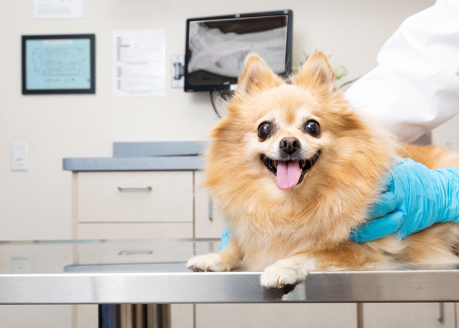 Cute Pomeranian in Clinic — Twinsburg, OH — Animal Hospital At Ethan's Green Cute Pomeranian in Clinic — Twinsburg, OH — Animal Hospital At Ethan's Green