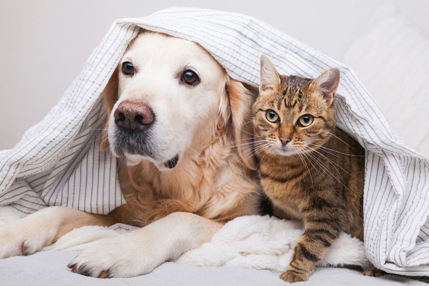 Dog and Cat — Twinsburg, OH — Animal Hospital At Ethan's Green