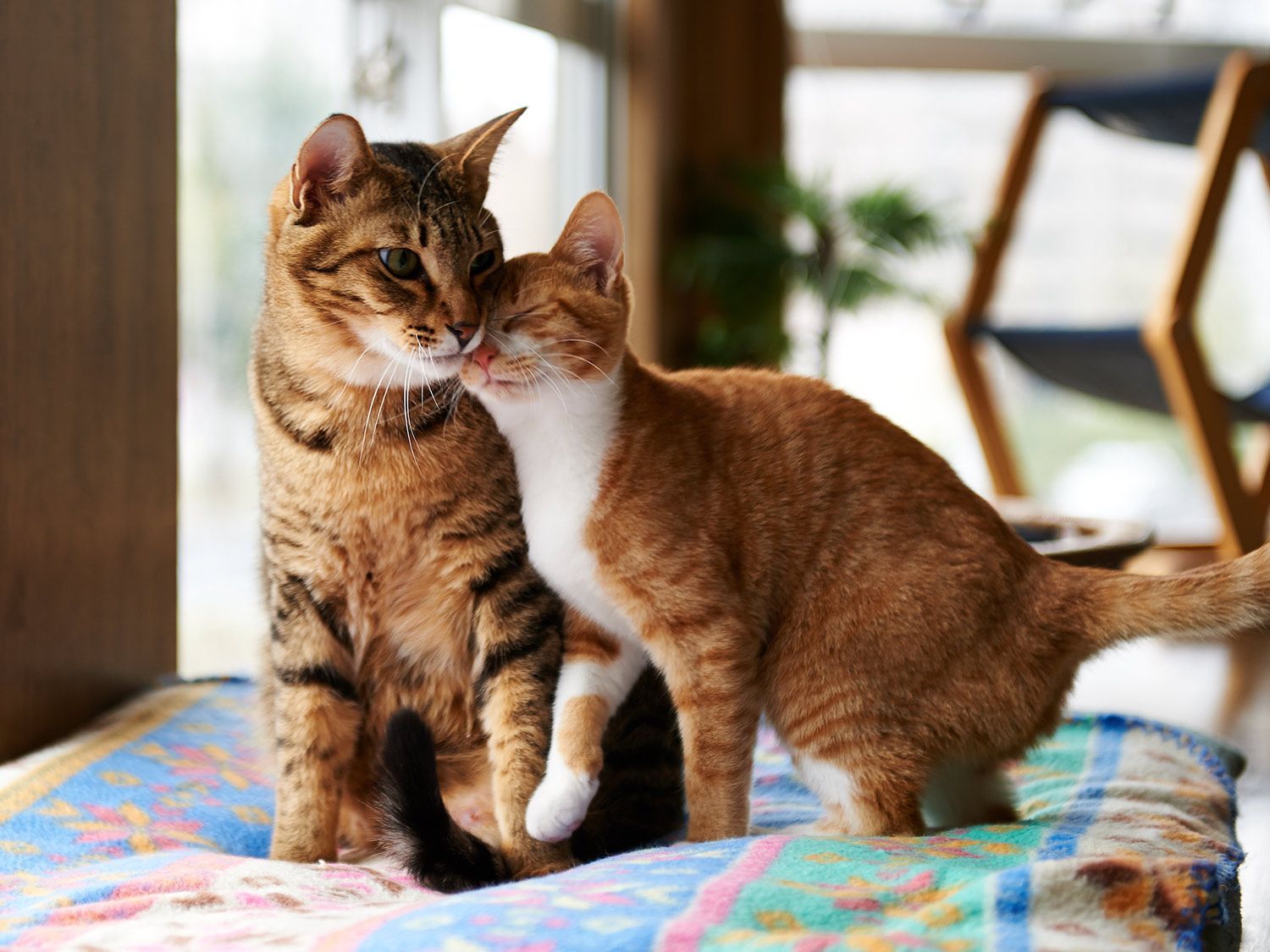 Two Cats Sitting on a Bed — Twinsburg, OH — Animal Hospital At Ethan's Green