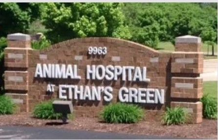 Dog and Cat Sitting on Floor — Twinsburg, OH — Animal Hospital At Ethan's Green Dog and Cat Sitting on Floor — Twinsburg, OH — Animal Hospital At Ethan's Green
