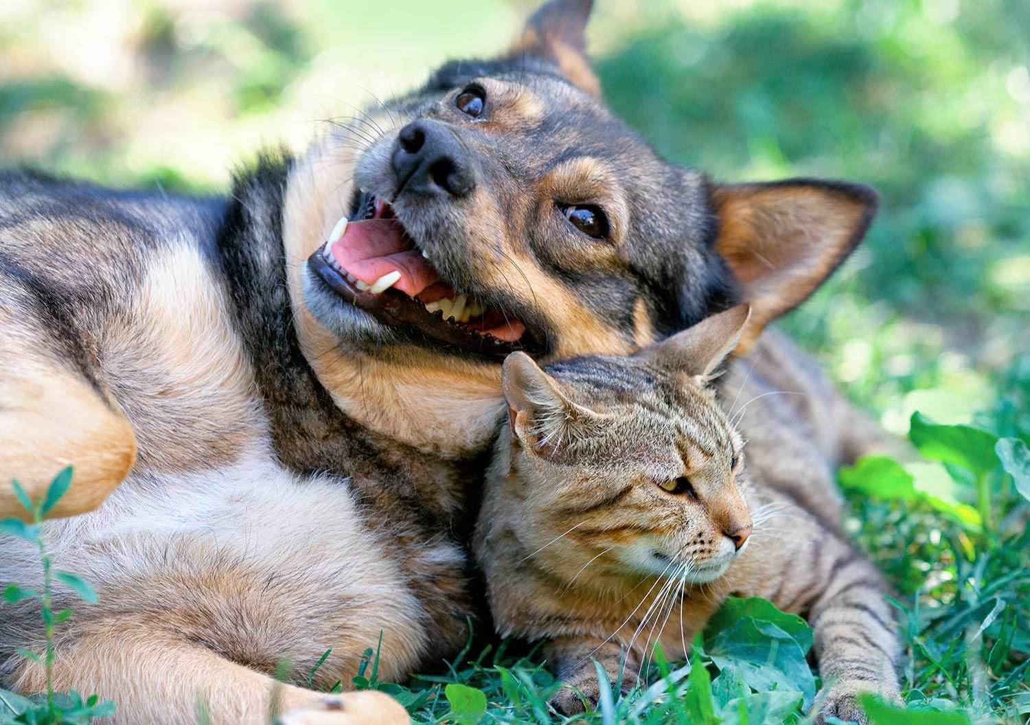Dog and Cat Laying in the Grass — Twinsburg, OH — Animal Hospital At Ethan's Green